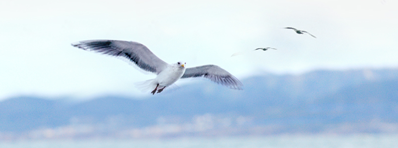 ������Ÿ����